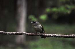 Imagem de Saltator similis d'Orbigny & Lafresnaye 1837