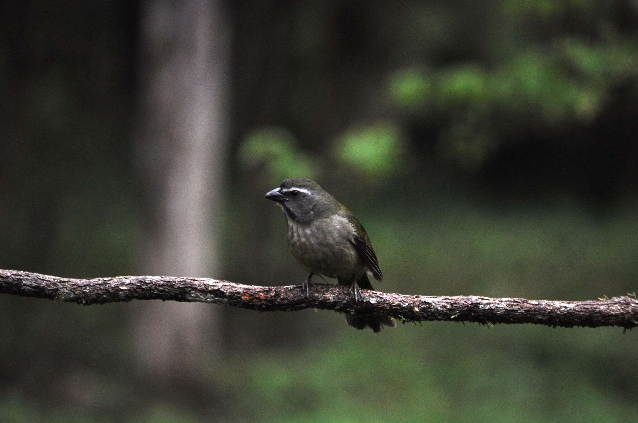 Imagem de Saltator similis d'Orbigny & Lafresnaye 1837