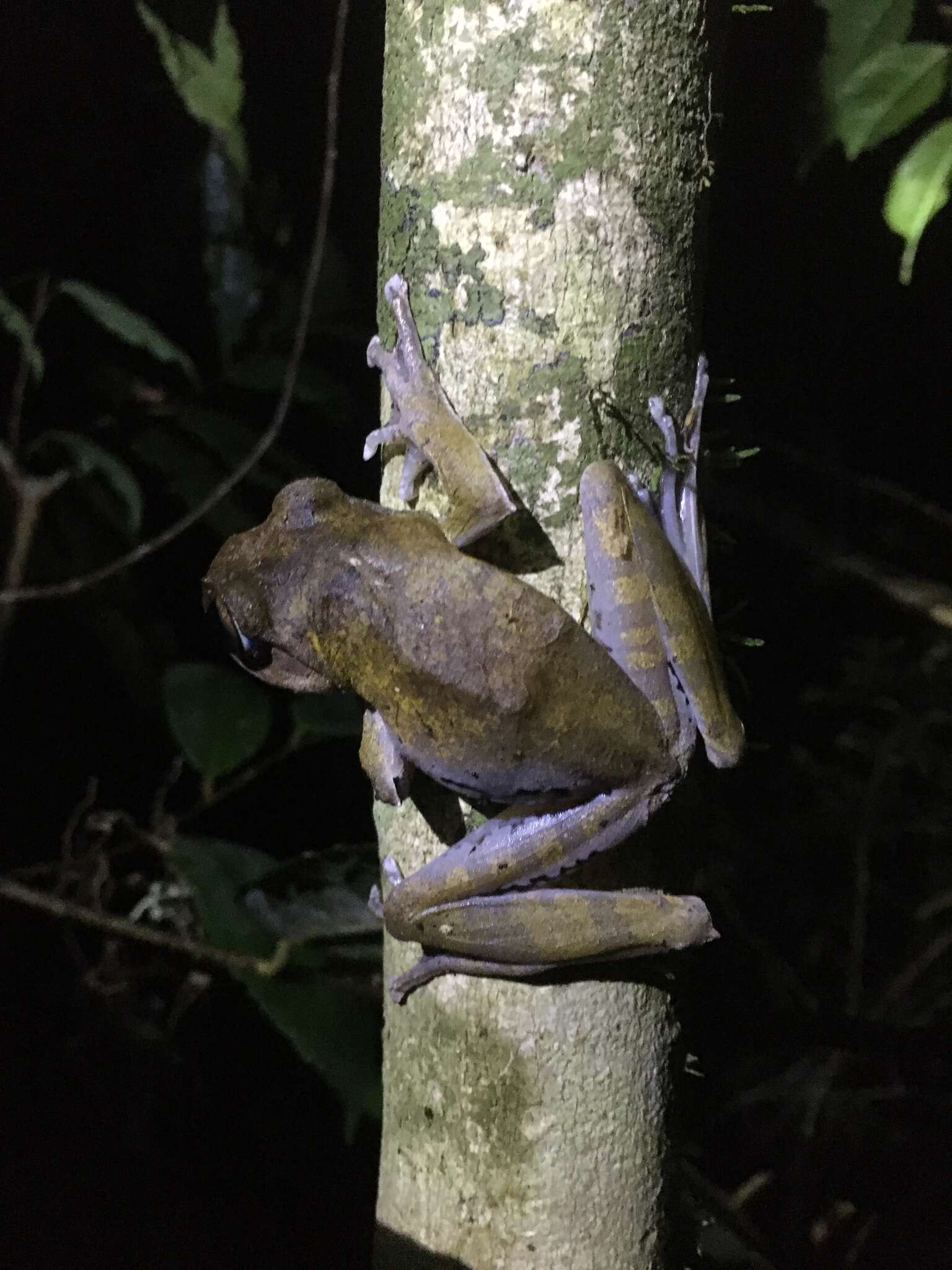 Image of Madagascar Bright-eyed Frog