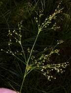 Sivun Juncus nodatus Coville kuva