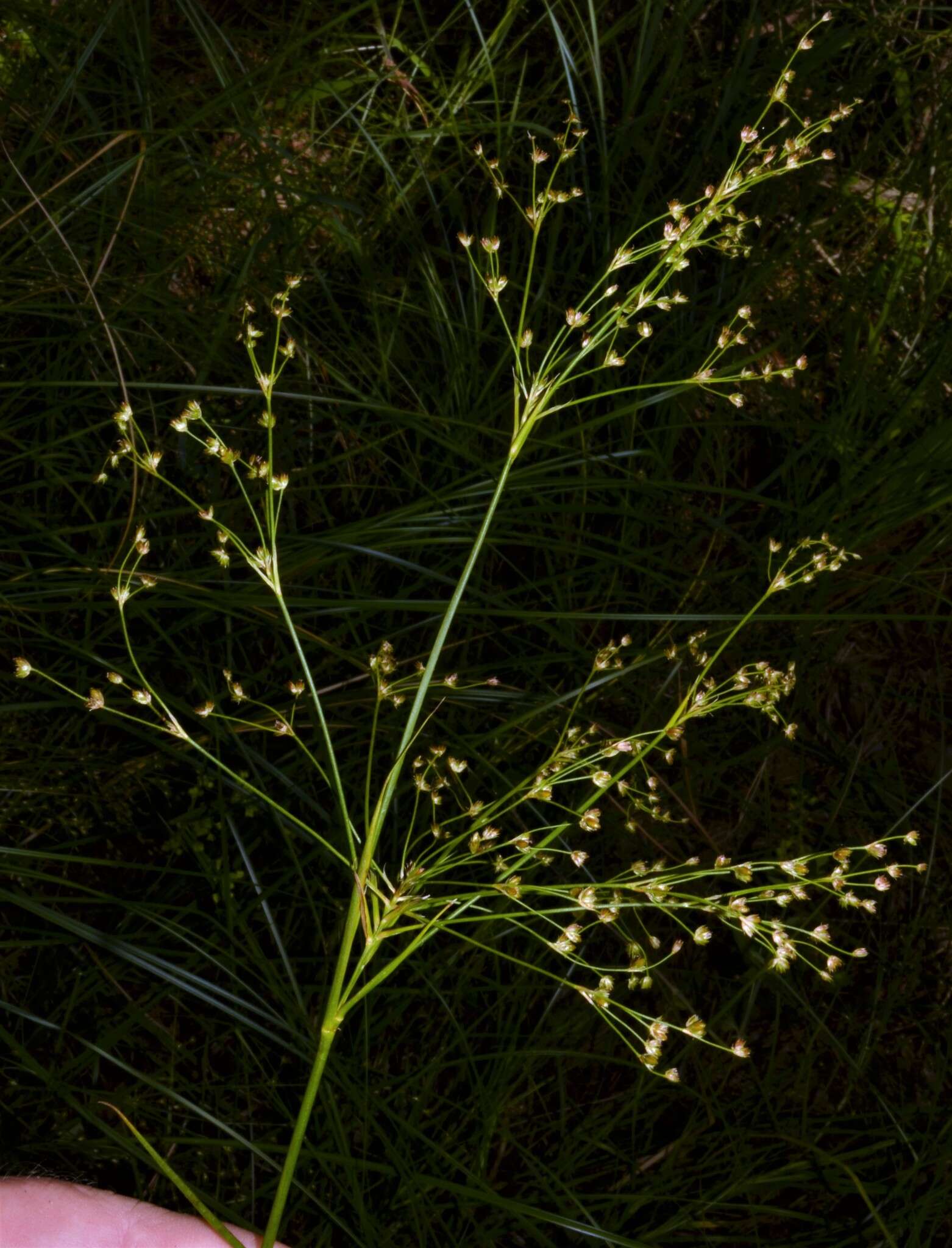 Sivun Juncus nodatus Coville kuva