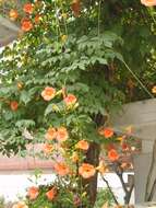 Image of Chinese Trumpet Vine