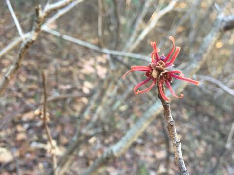 Imagem de Hamamelis ovalis S. W. Leonard