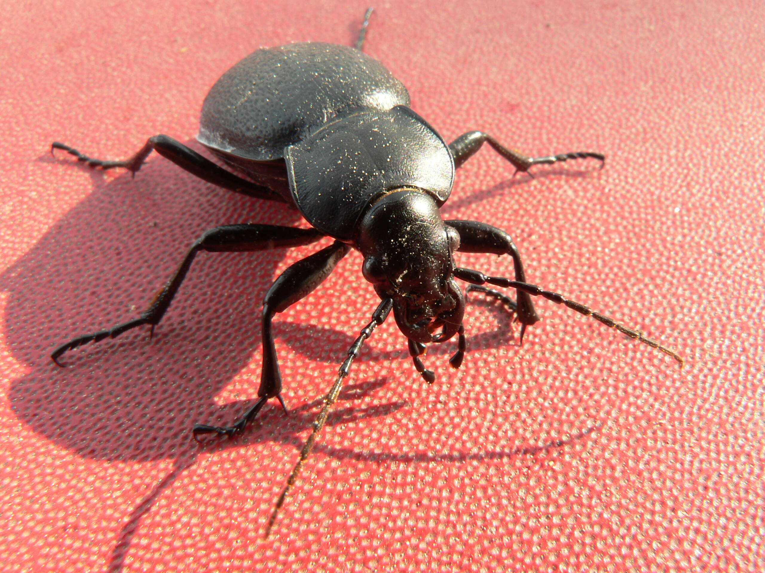 Image of Carabus (Procrustes) coriaceus Linnaeus 1758