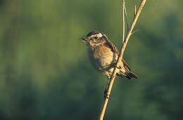 Image of Whinchat