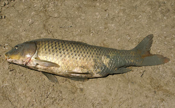 Image of Cyprinus carpio carpio