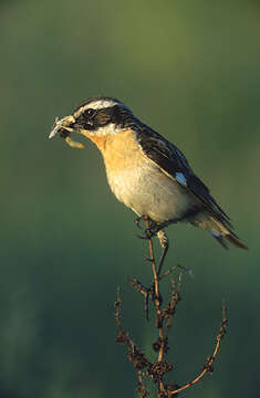 Image of Whinchat