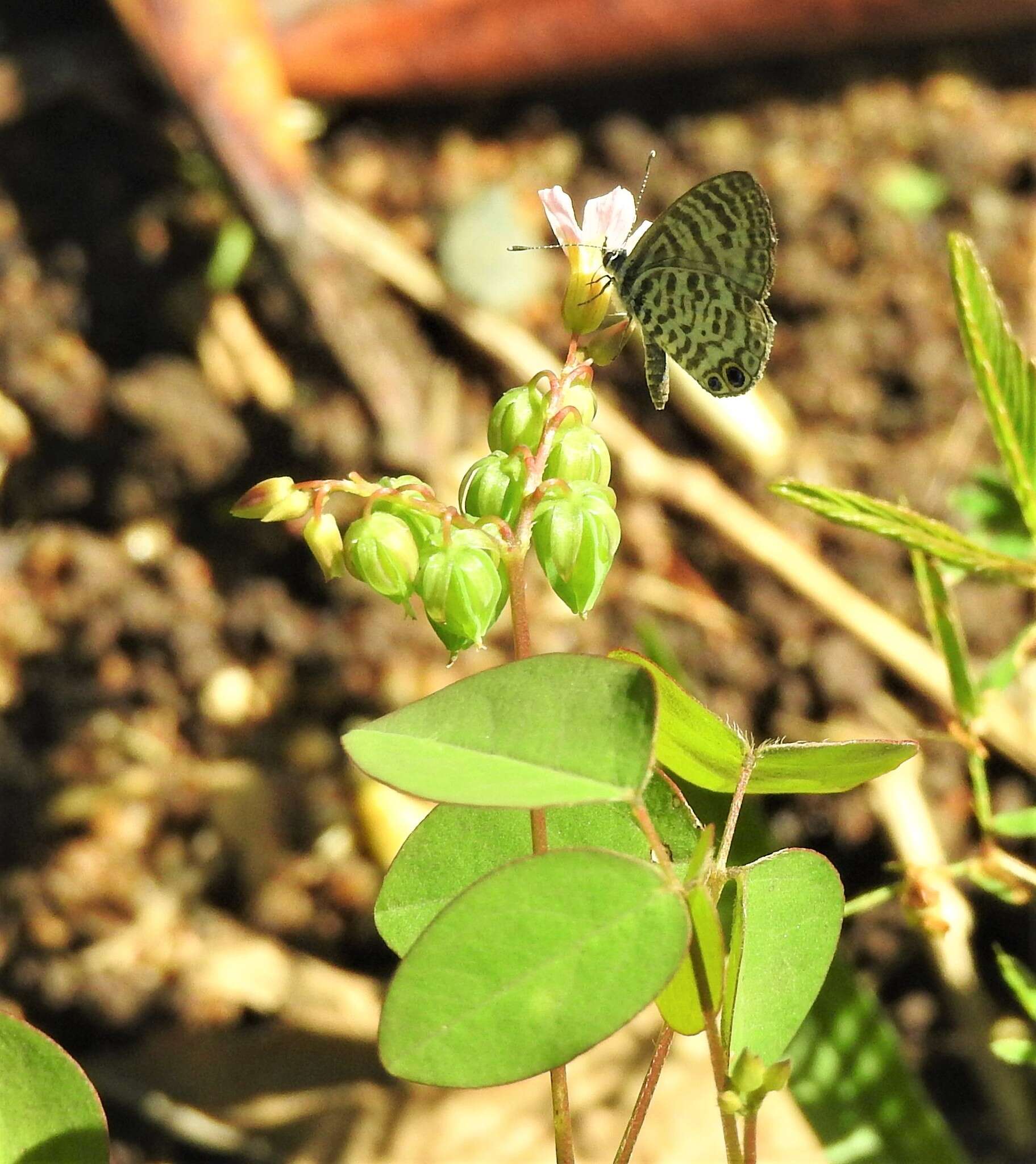 Imagem de <i>Leptotes cassius theonus</i>