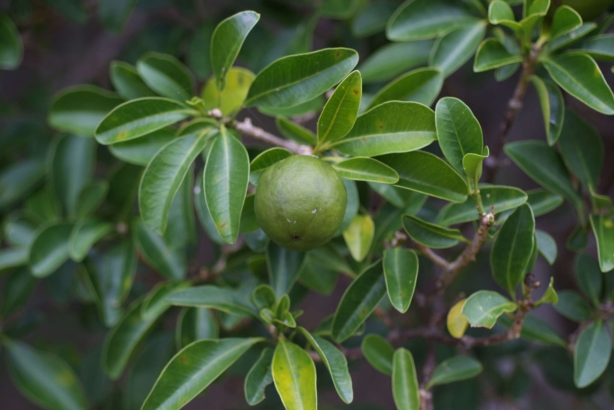 Image of Fontainea pancheri (Baill.) Heckel