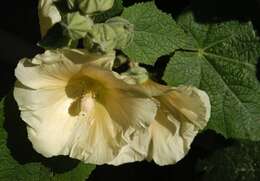 Image of hollyhock