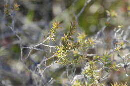 Image de Melaleuca striata Labill.