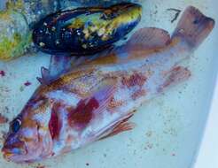Image of Copper rockfish