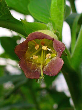 Plancia ëd Atropa belladonna L.