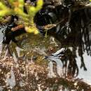 Image of Puerto Eden Frog