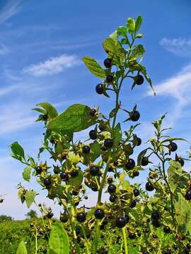 Plancia ëd Atropa belladonna L.