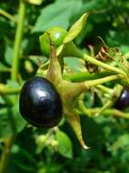 Plancia ëd Atropa belladonna L.