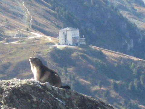 Imagem de Marmota marmota (Linnaeus 1758)