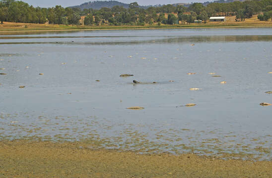 Image of Cyprinus carpio carpio