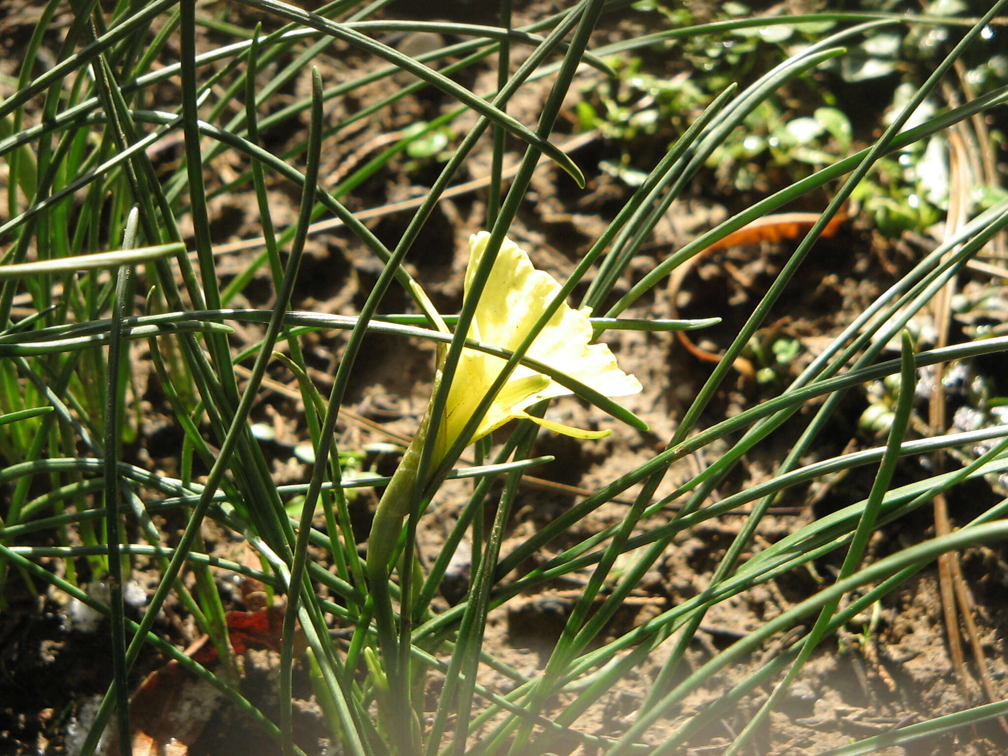 Image of Narcissus romieuxii Braun-Blanq. & Maire