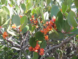 Plancia ëd Pterocelastrus tricuspidatus (Lam.) Walp.