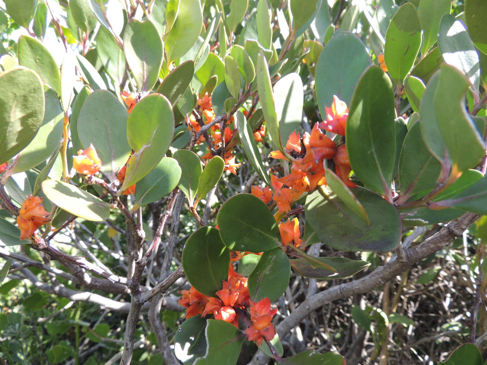 Plancia ëd Pterocelastrus tricuspidatus (Lam.) Walp.