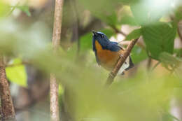 Image de Gobemouche du Yunnan