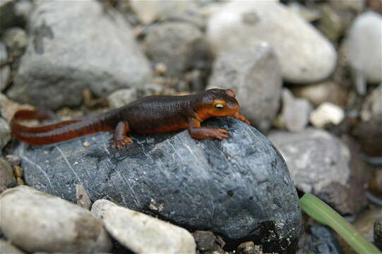 Image of California Newt