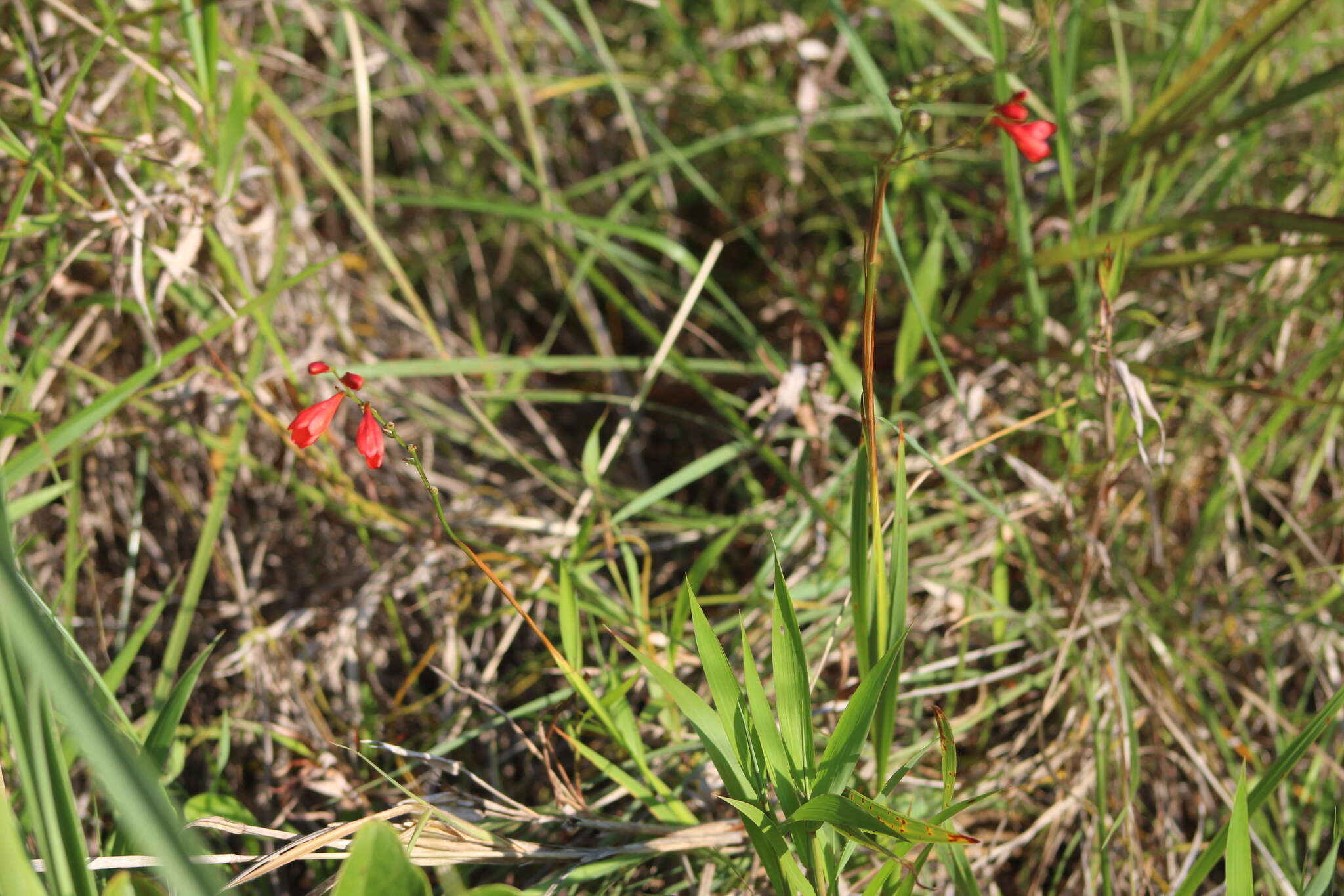 Image of Pott's Montbretia