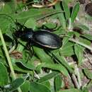 Image of Carabus (Megodontus) purpurascens purpurascens Fabricius 1787