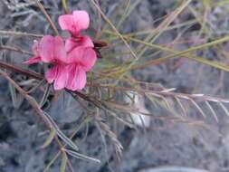 Слика од Indigofera pedunculata Baker