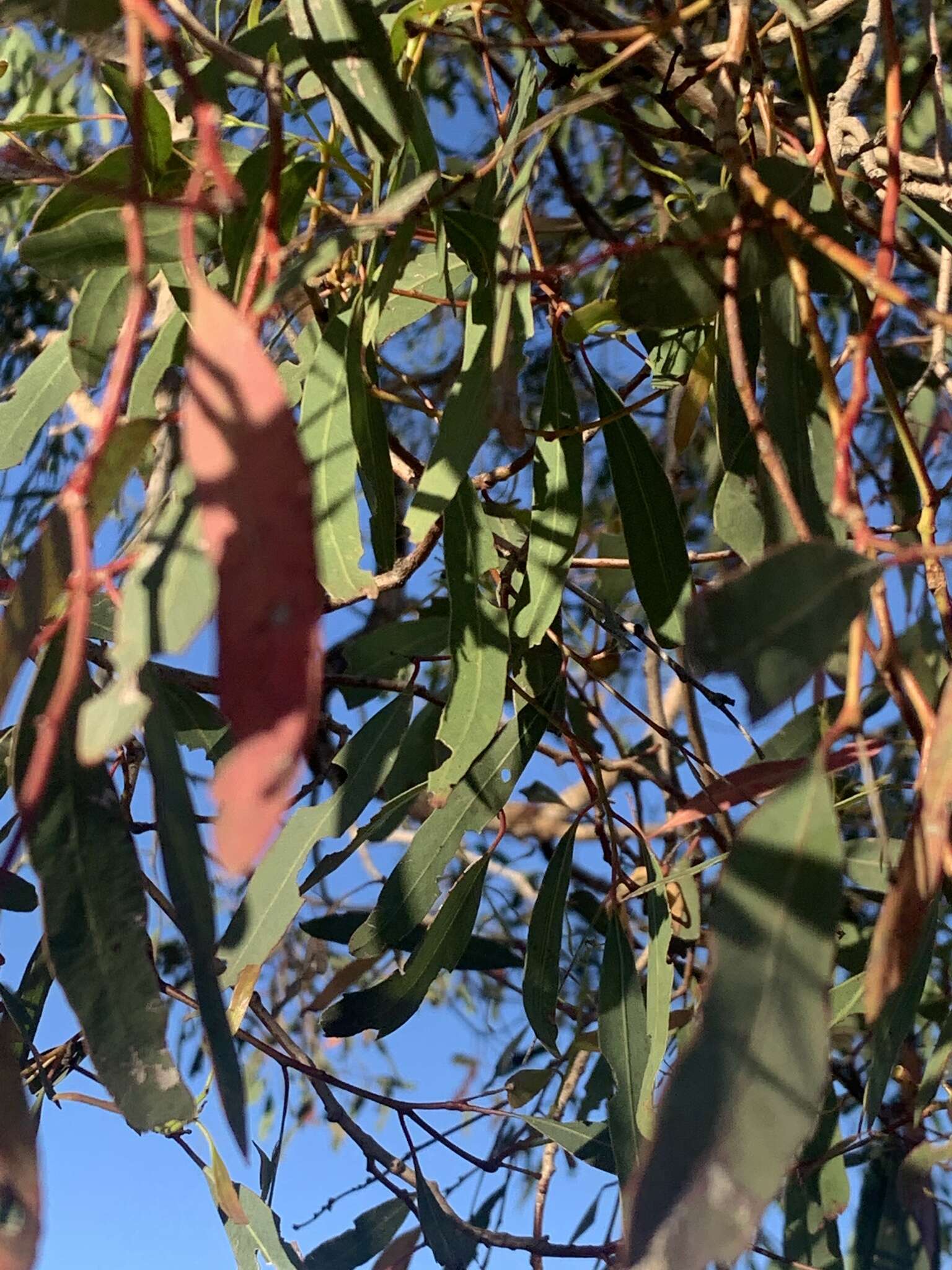 Слика од Eucalyptus crebra F. Müll.