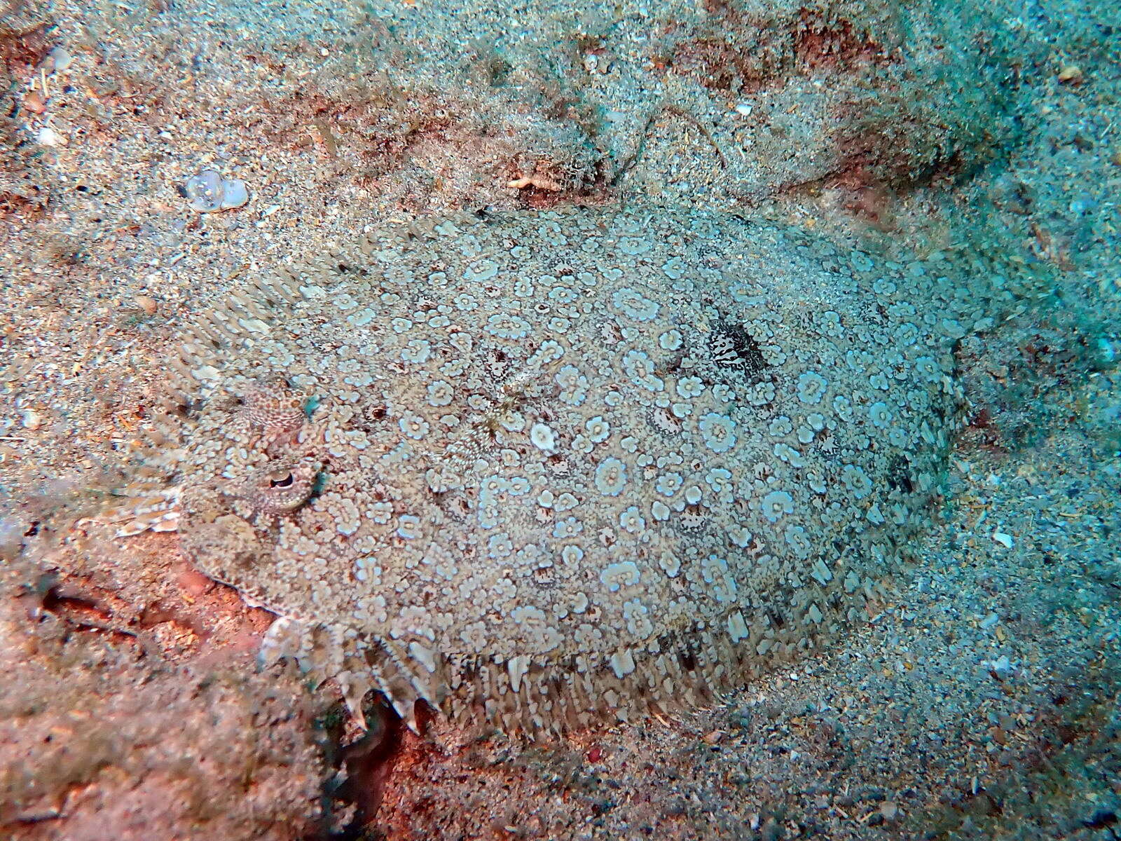 Image of Guinean flounder