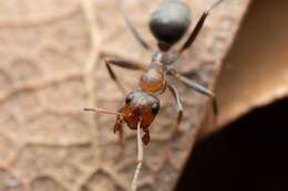 Image of Formica foreliana Wheeler 1913