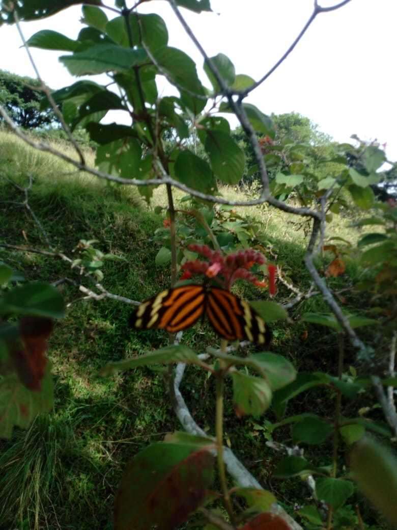 Image of Heliconius ismenius telchinia Doubleday (1847)