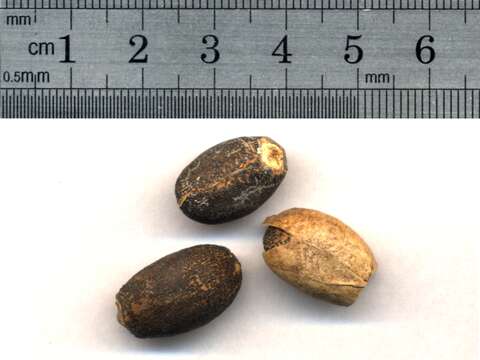 Image of Barbados nut