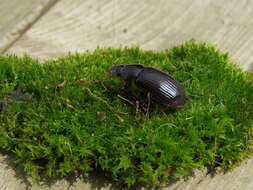 Image of Night-flying Dung Beetle