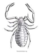 Image of Bochicidae Chamberlin 1930