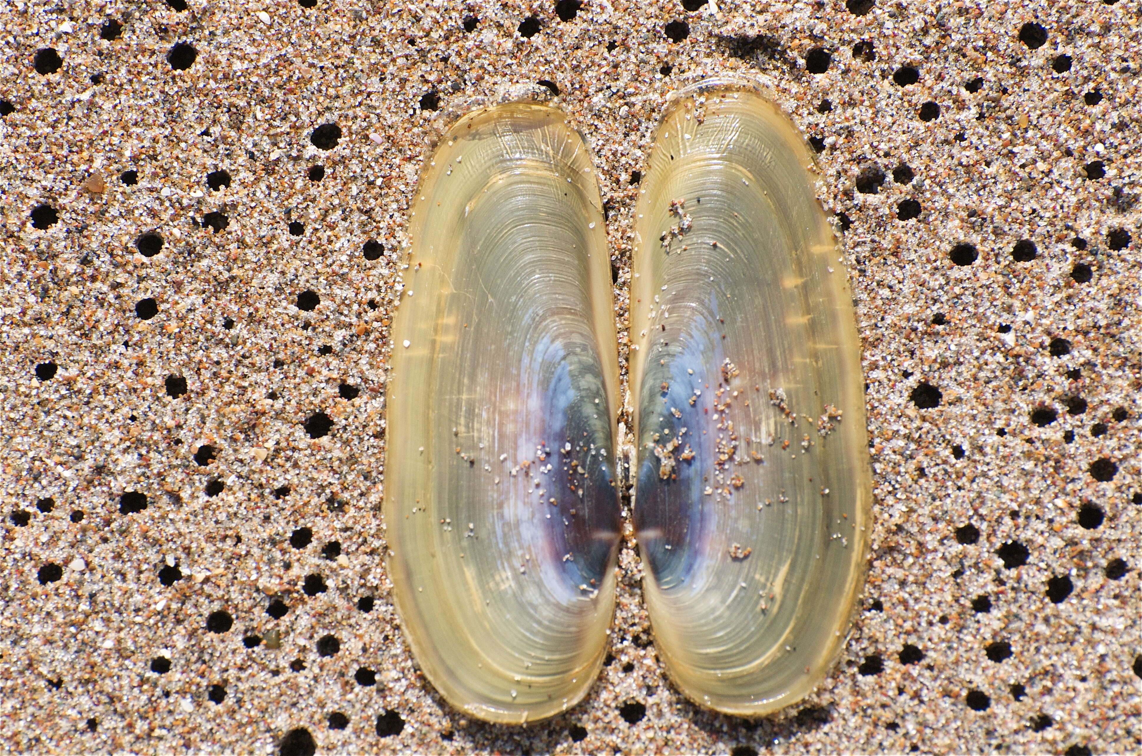 Image of Pacific razor clam