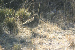 Gallinago magellanica resmi