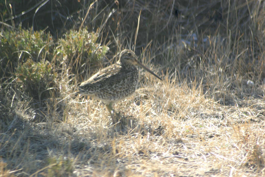 Image de Gallinago magellanica