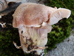 Image of Armillaria gallica Marxm. & Romagn. 1987