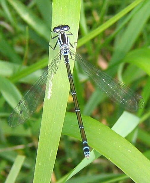 Image of Azure Bluet