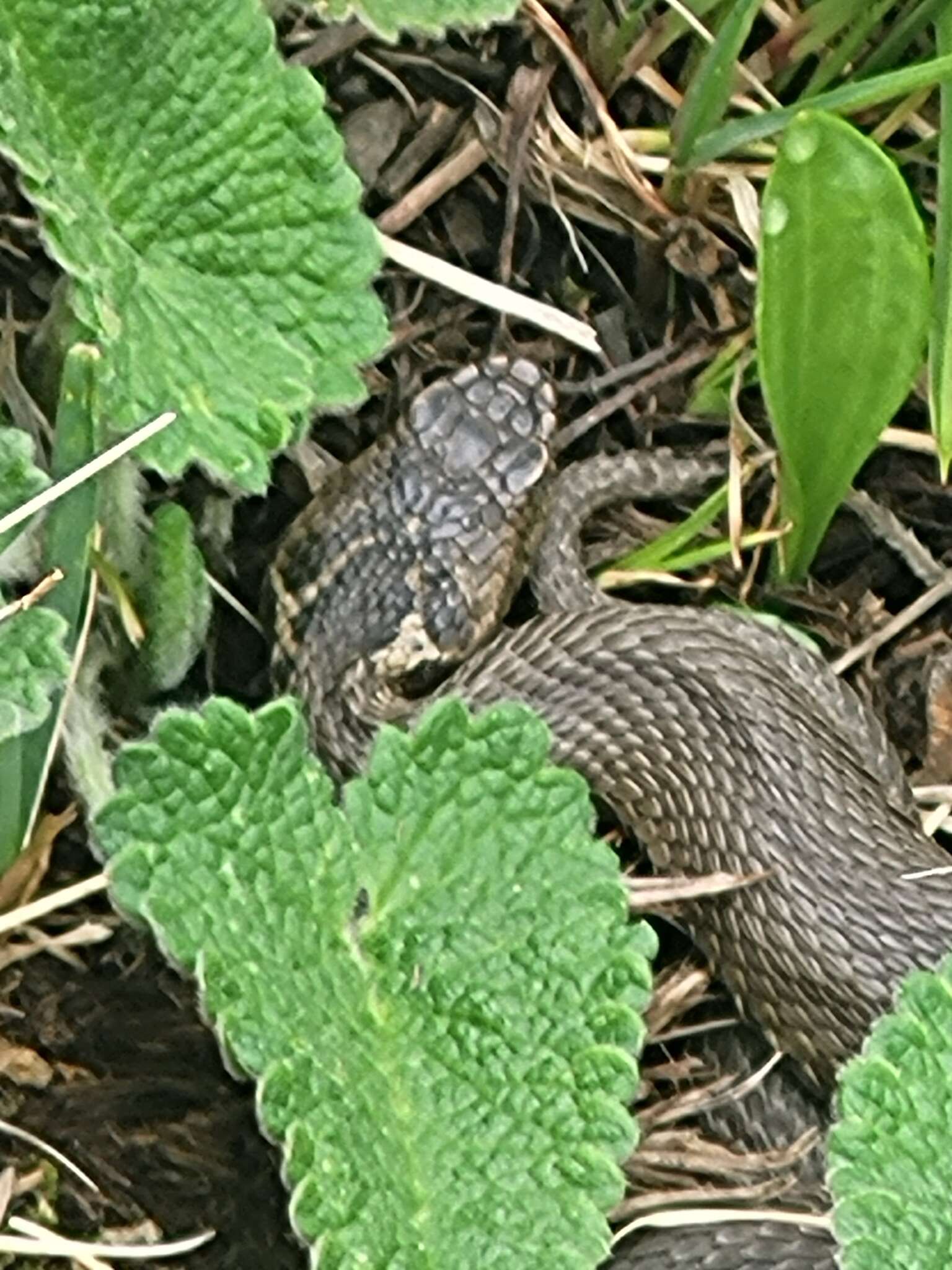 Image of Caucasus Subalpine Viper