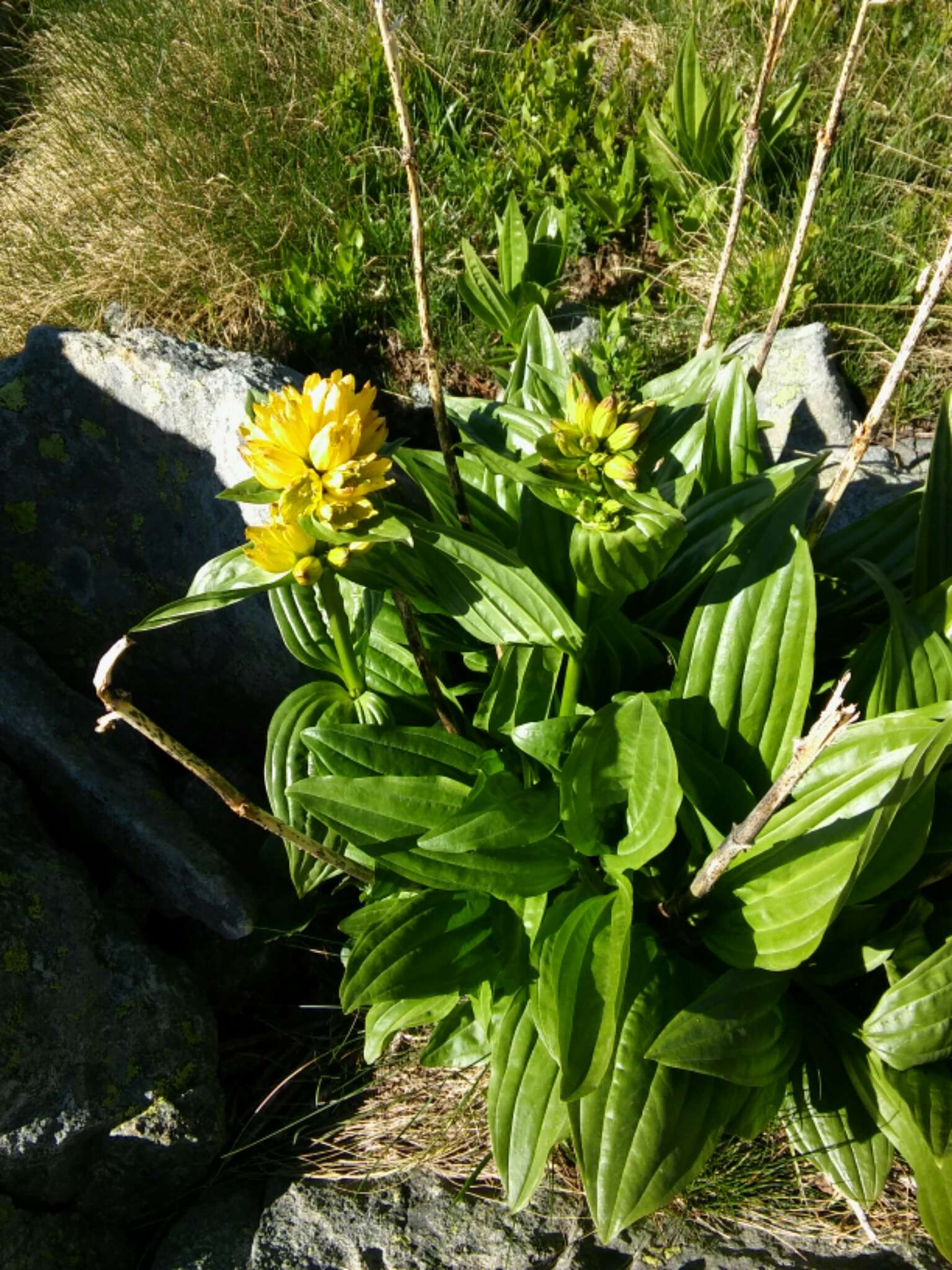 Image of Spotted Gentian