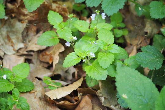 Image of Wood speedwell