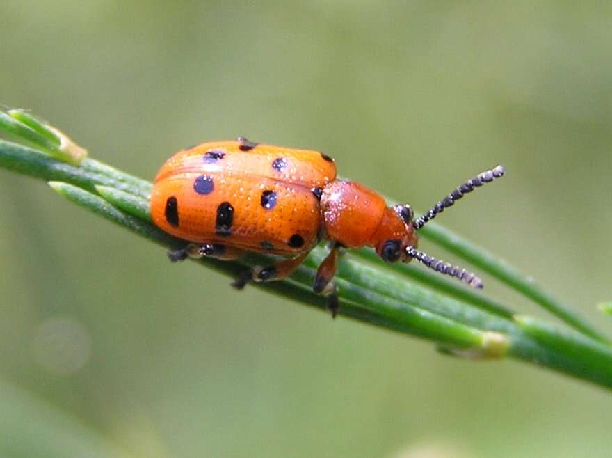 Image of Spotted asparagus beetle