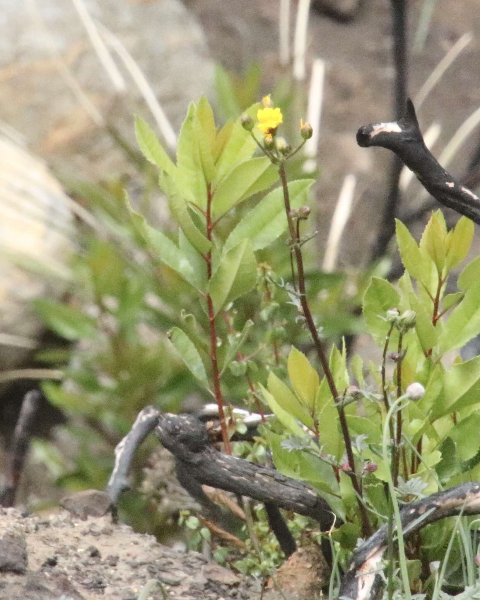 Image of Gander's ragwort