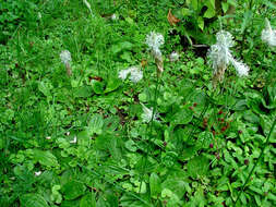 Image of Hoary Plantain