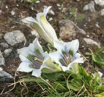 Image of Stemless Gentian