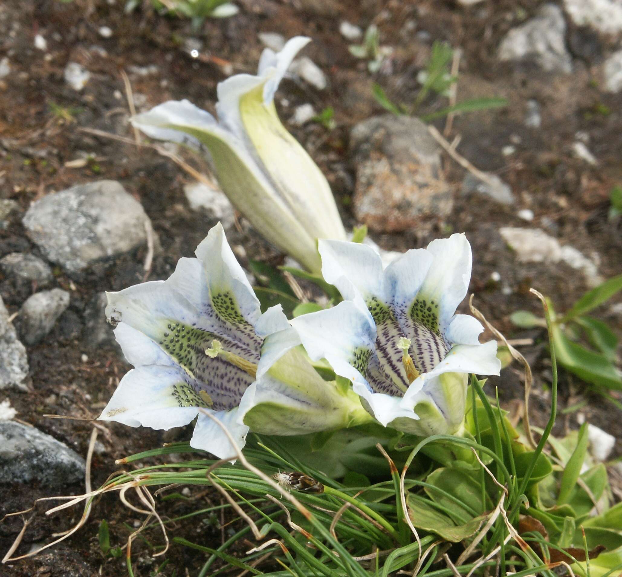 Image of Stemless Gentian